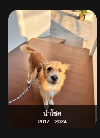 ป่าโซค