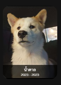 น้ำตาล